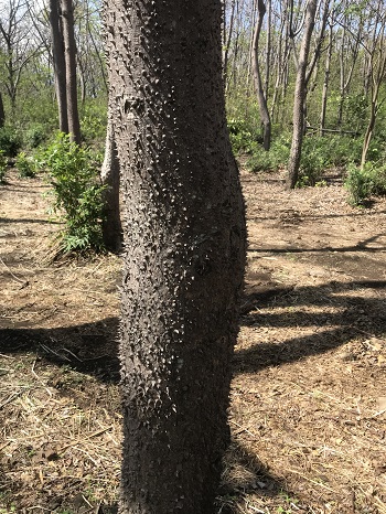 Canas Reforestation - Pochote tree