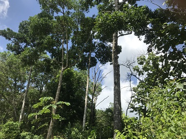 15 Year Old Reforestation