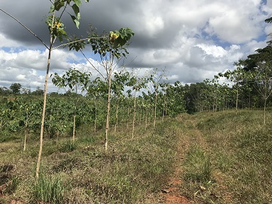 One Year Reforestation