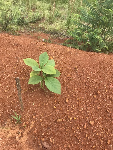 Plant from Reforestation Nursery